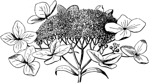 Hydrangea 2 Coloring Page